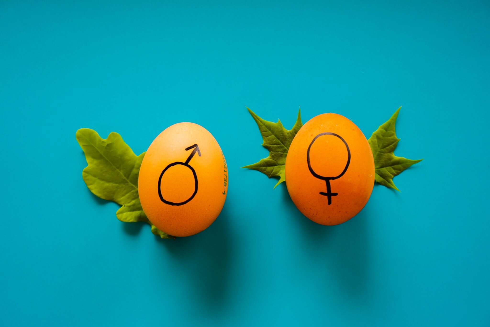 Gender_egg